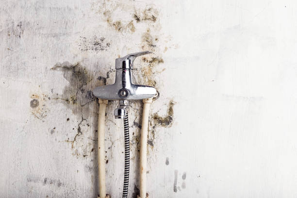 Best Commercial Mold Removal  in Palm Springs, CA