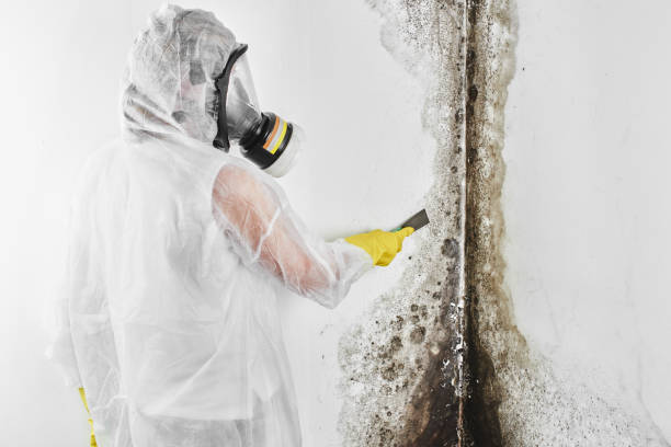 Best Affordable Mold Removal  in Palm Springs, CA