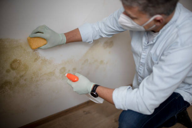 Best Same-Day Mold Removal  in Palm Springs, CA