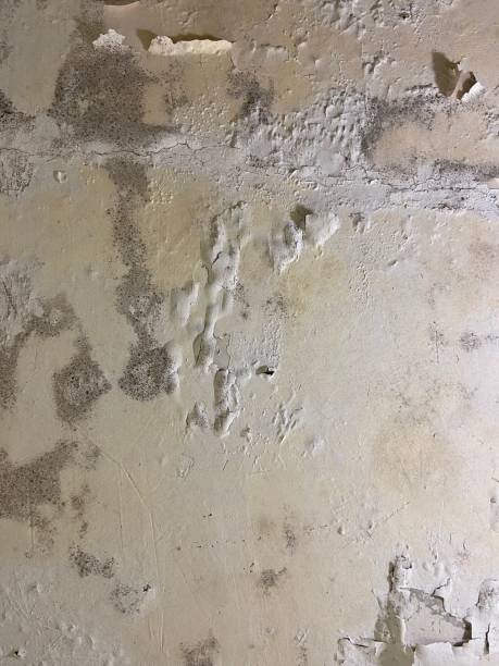 Trusted Palm Springs, CA Mold Removal Experts