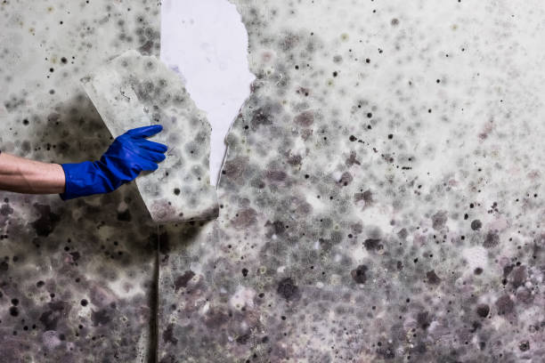 Best Toxic Mold Removal  in Palm Springs, CA